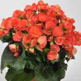 Begonia Elatior Ilona Sandrine Begonia Elatior Ilona Sandrine