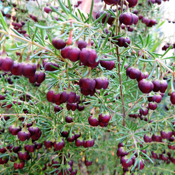 Boronia Dark Prince (Pbr) Boronia Dark Prince (Pbr)