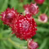 Bracteantha Bright Rose P68brabro - Garden Express Australia