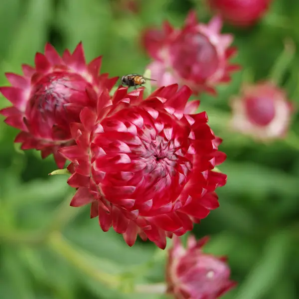 Bracteantha Bright Rose Bracteantha Bright Rose
