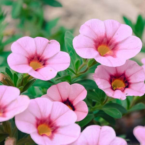 Calibrachoa Light Pink Blast Calibrachoa Light Pink Blast