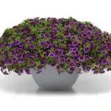 Calibrachoa Brights Collection Calibrachoa Brights Collection