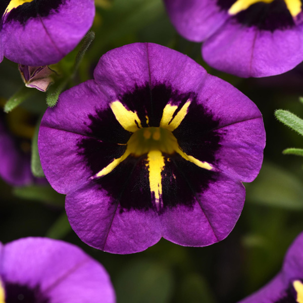 Calibrachoa Midnight Kiss Calibrachoa Midnight Kiss