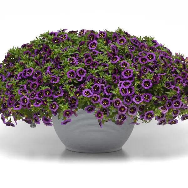 Calibrachoa Brights Collection