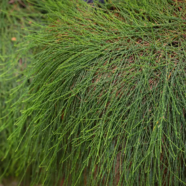 Casuarina Glauca Prostrate Casuarina Glauca Prostrate