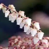 Clethra Lily Of The Valley Tree Clethra Lily Of The Valley Tree