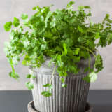 Herb Collection 2 Herb Collection 2