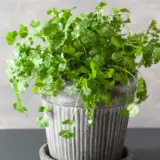 Herb Collection 2 Herb Collection 2
