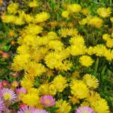 Delosperma Pig Face Collection Delosperma Pig Face Collection