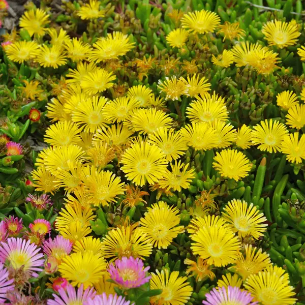 Delosperma Pig Face Collection Delosperma Pig Face Collection