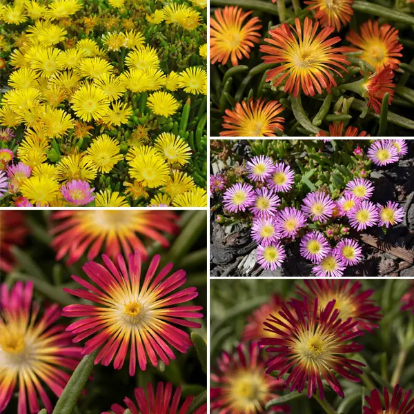 Delosperma Pig Face Collection Delosperma Pig Face Collection