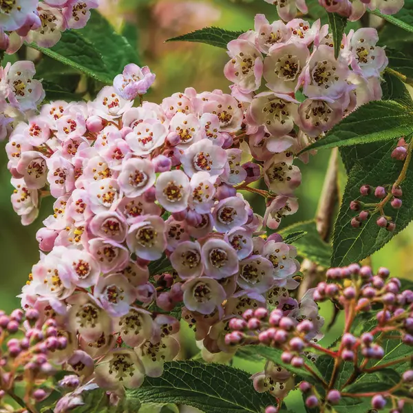 Deutzia Lavender Time Deutzia Lavender Time