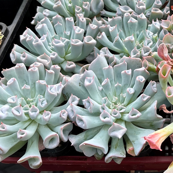 Echeveria Pinky Trumpet