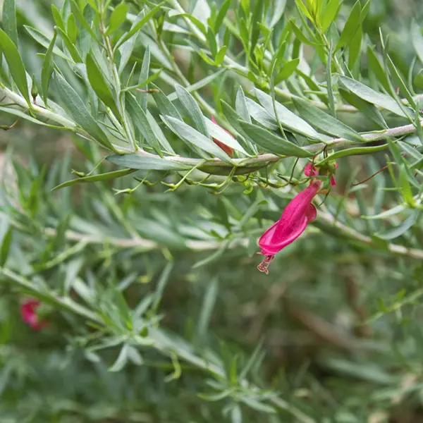 Eremophila Red Desert Eremophila Red Desert