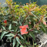 Eucalyptus (Corymbia) Baby Orange Eucalyptus (Corymbia) Baby Orange