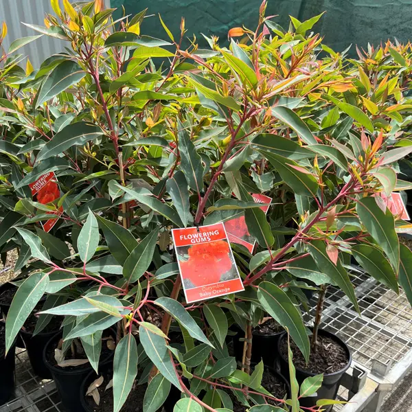 Eucalyptus (Corymbia) Baby Orange Eucalyptus (Corymbia) Baby Orange