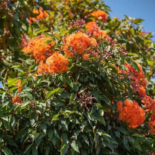 Eucalyptus (Corymbia) Mini Orange Eucalyptus (Corymbia) Mini Orange