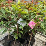 Eucalyptus (Corymbia) Summer Beauty Eucalyptus (Corymbia) Summer Beauty