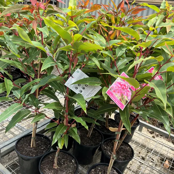 Eucalyptus (Corymbia) Summer Beauty Eucalyptus (Corymbia) Summer Beauty