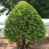 Ficus Microcarpa Flash Ficus Microcarpa Flash