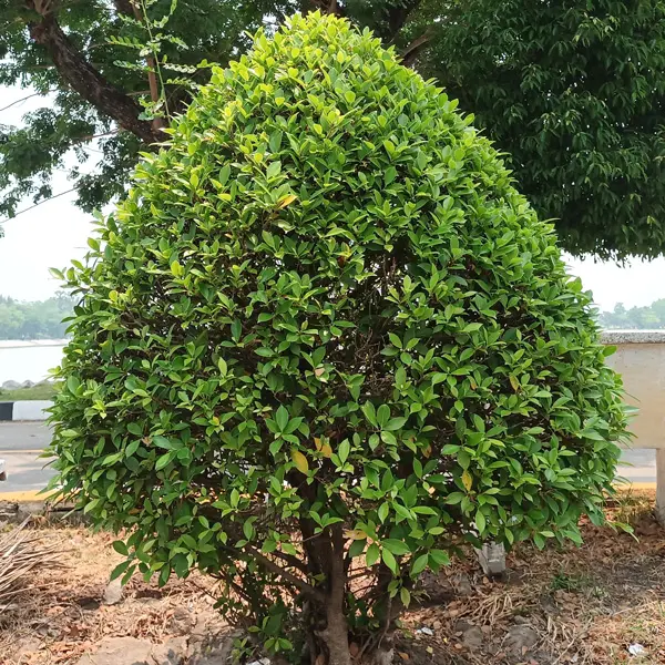 Ficus Microcarpa Flash Ficus Microcarpa Flash