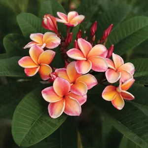 Frangipani Little Rainbow Frangipani Little Rainbow