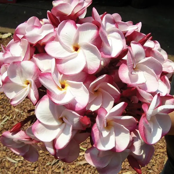 Frangipani Lulu Frangipani Lulu