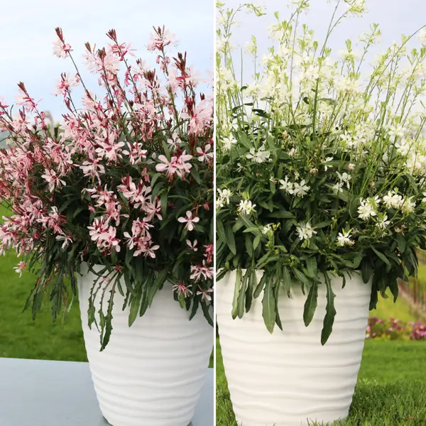 Gaura Graceful Collection Gaura Graceful Collection