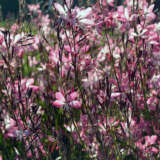 Gaura Little Janie Gaura Little Janie