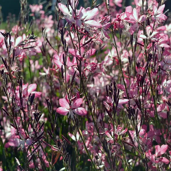 Gaura Little Janie Gaura Little Janie
