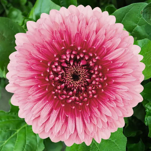 Gerbera Bolero Choo Choo Gerbera Bolero Choo Choo