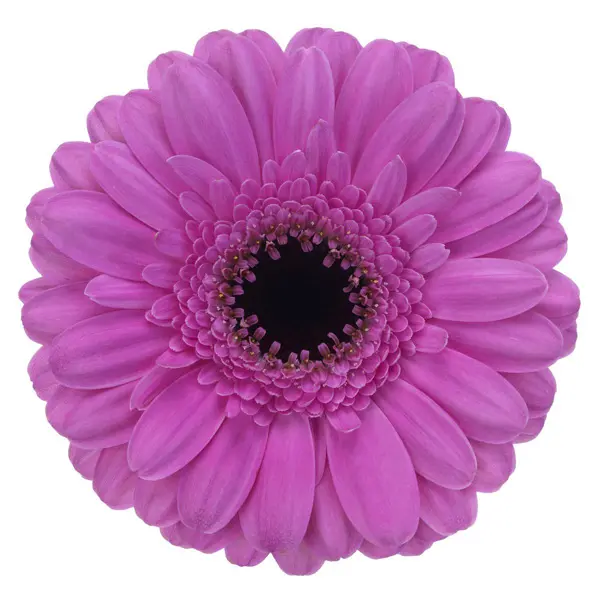 Gerbera Dolcetto Gerbera Dolcetto