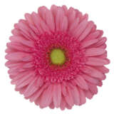 Gerbera Esmara Gerbera Esmara
