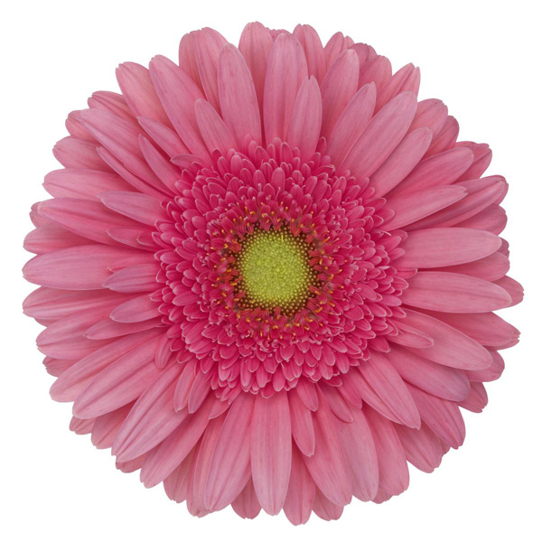 Gerbera Esmara Gerbera Esmara