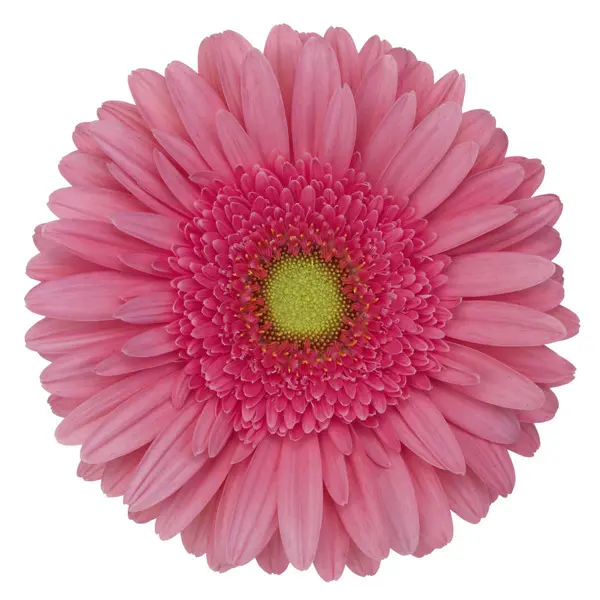 Gerbera Esmara Gerbera Esmara