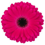 Gerbera Marilu Gerbera Marilu