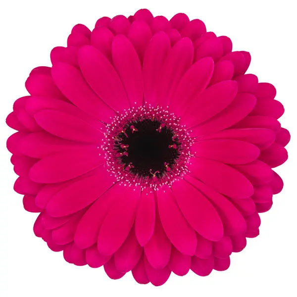 Gerbera Marilu Gerbera Marilu