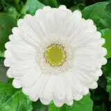 Gerbera Opus Plageropu - Garden Express Australia