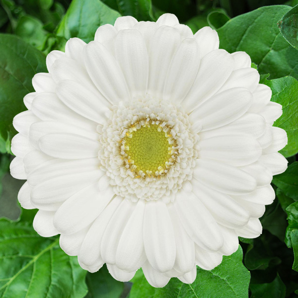 Gerbera Opus Gerbera Opus