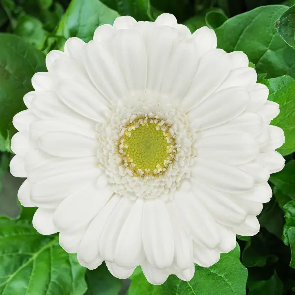 Gerbera Opus Gerbera Opus