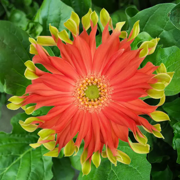 Gerbera Pastini Rivello Gerbera Pastini Rivello