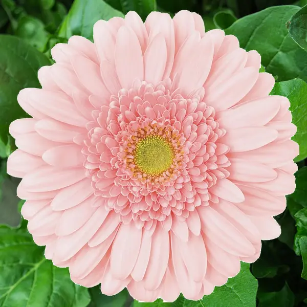 Gerbera Ravita Gerbera Ravita