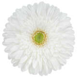Gerbera Xoch Gerbera Xoch