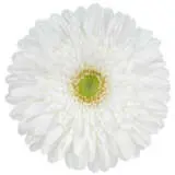 Gerbera Xoch Plagerpre - Garden Express Australia