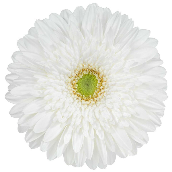 Gerbera Xoch Gerbera Xoch