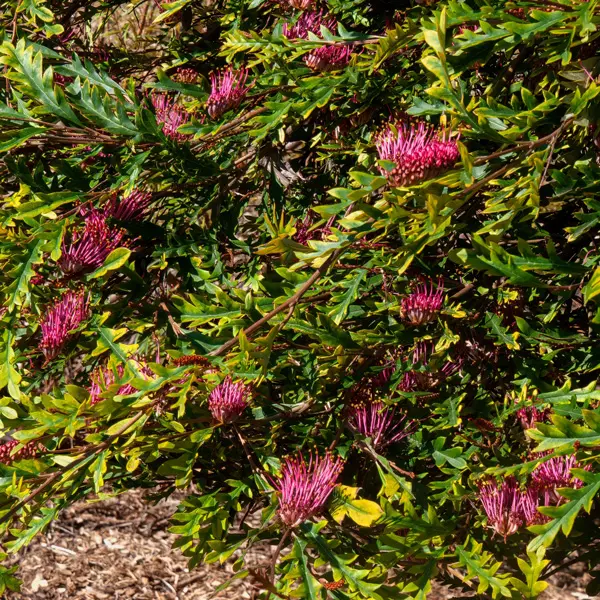 Grevillea Amazing Grace (Pbr) Grevillea Amazing Grace (Pbr)