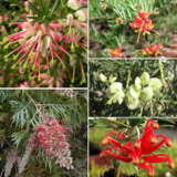Grevillea Collection Version 2 Grevillea Collection Version 2