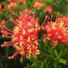 Caring for Your Plants Over the Summer Holidays Grevillea Knockout Lpogrekno - Garden Express Australia