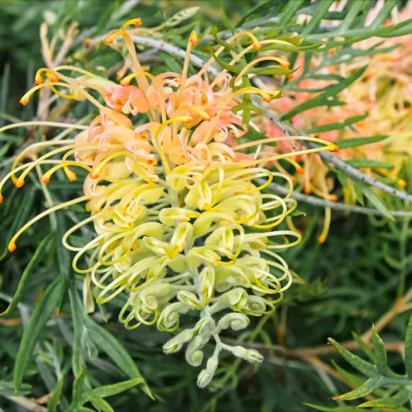 Grevillea Lemon Baby Grevillea Lemon Baby