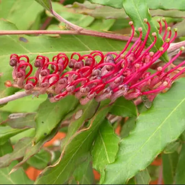 Grevillea Raptor (Pbr)